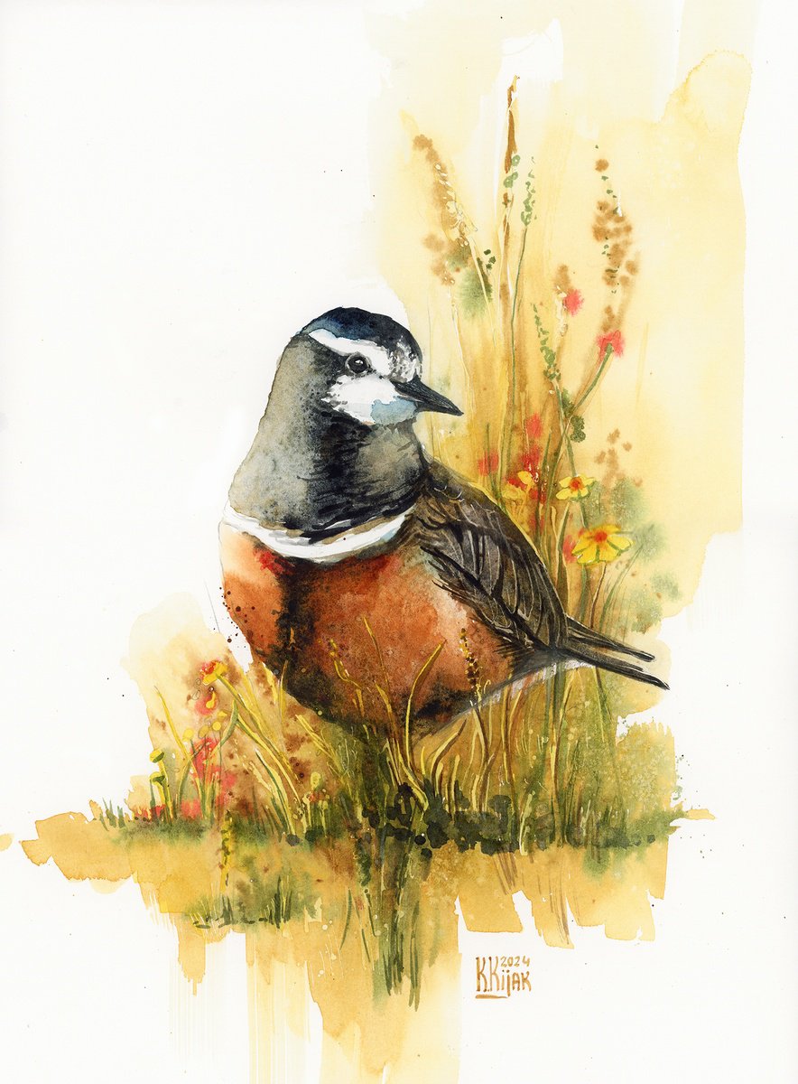 Animal Watercolour By Karolina Kijak, 12 X 16", Eurasian Dottere, Original Artwork