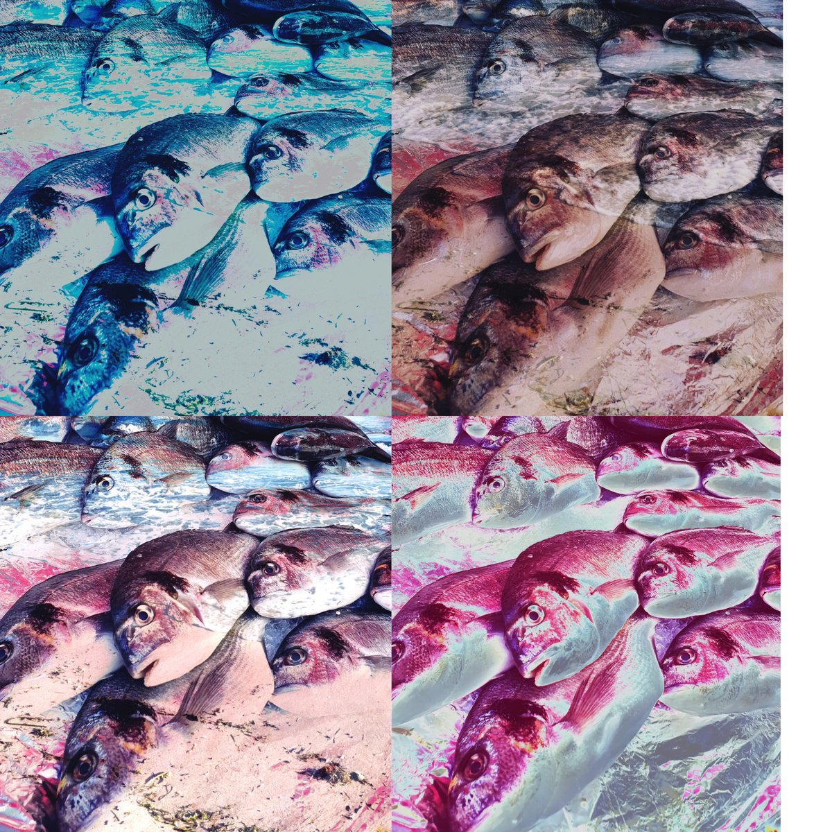 Abstract Animal C-Type Print By Yuliia Sharapova, 24 X 24", Photo Collage Colorful Fish, Original Artwork