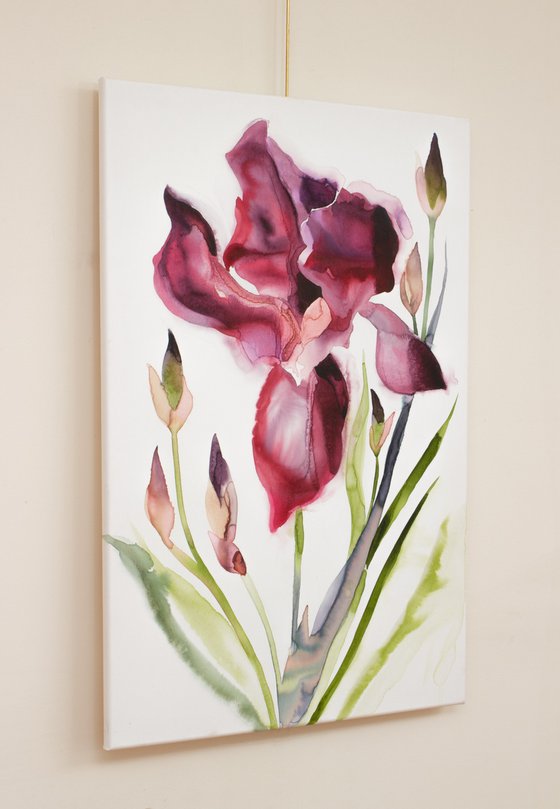 Iris No. 208
