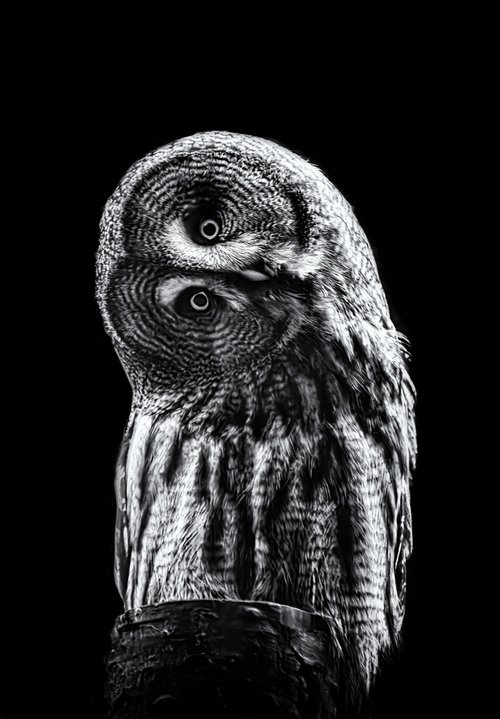 Lopsided Owl by Paul Nash
