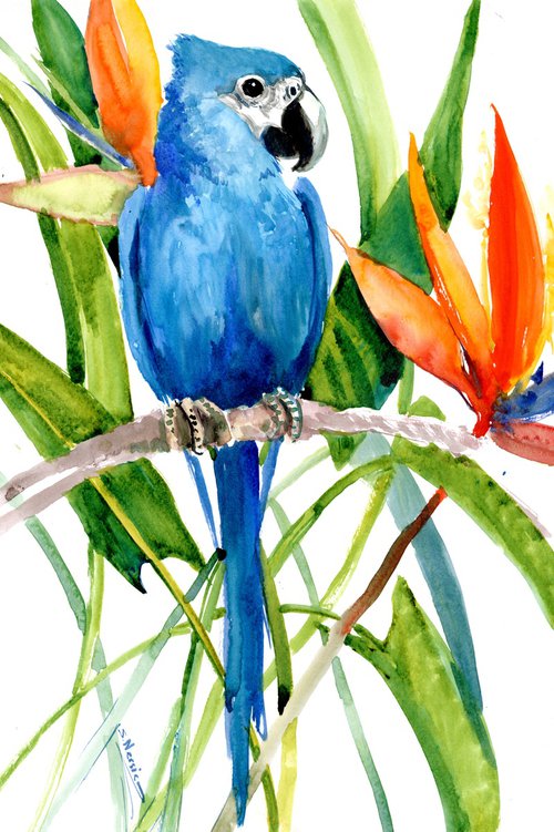 Cyanopsitta Macaw Birds Parrot in the Jungle by Suren Nersisyan