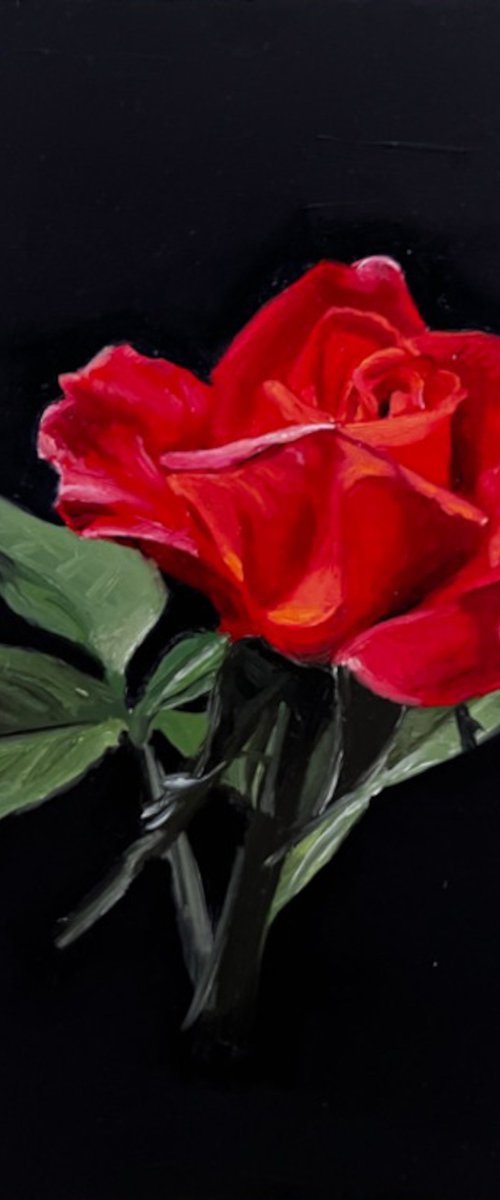 Crimson Study: Red Rose Oil on Gesso Board by Angelo Di Carlo