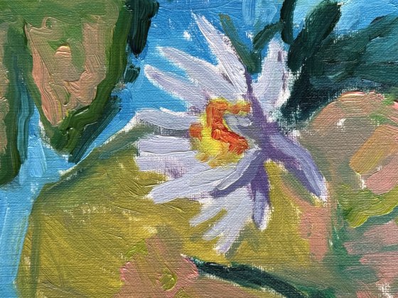 Water lily