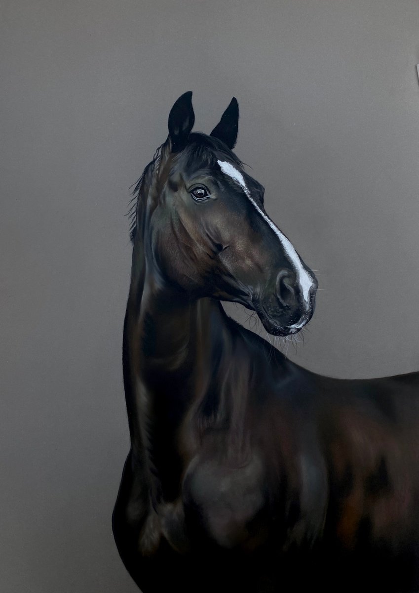 Horse Study by Clare Parkes