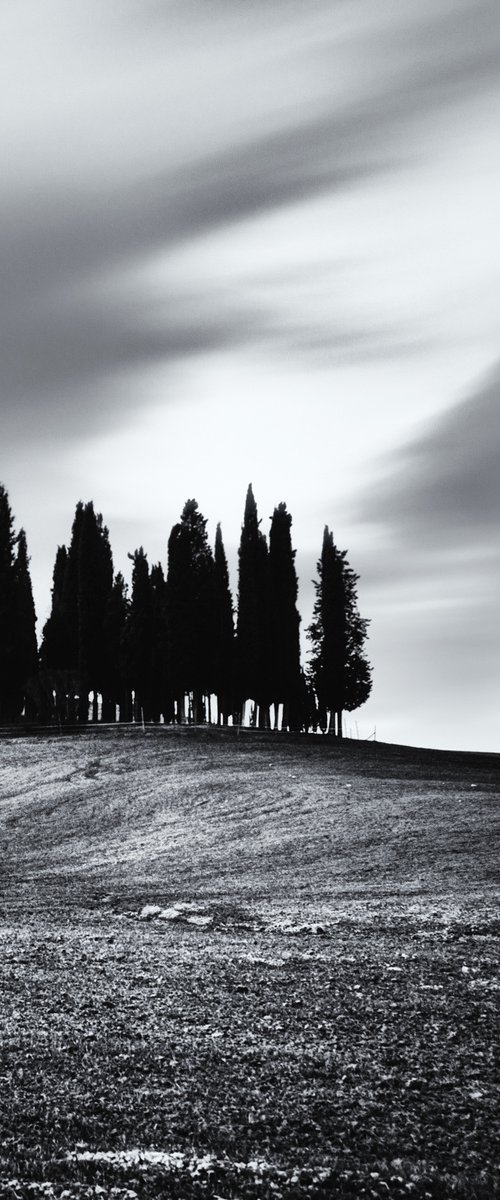 Cypress trees at sunrise by Karim Carella