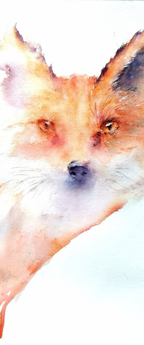 Fox by Sveta Hubmann