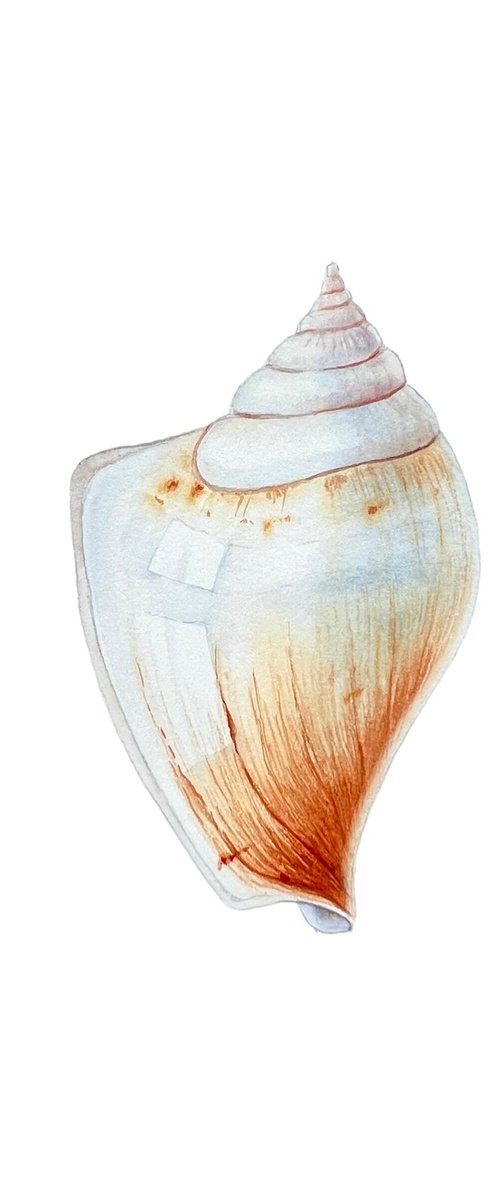 Shell. Original watercolour artwork. by Nataliia Kupchyk