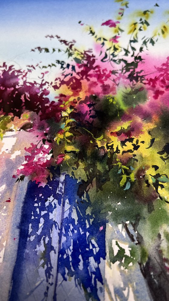 Where Bougainvillea Blooms