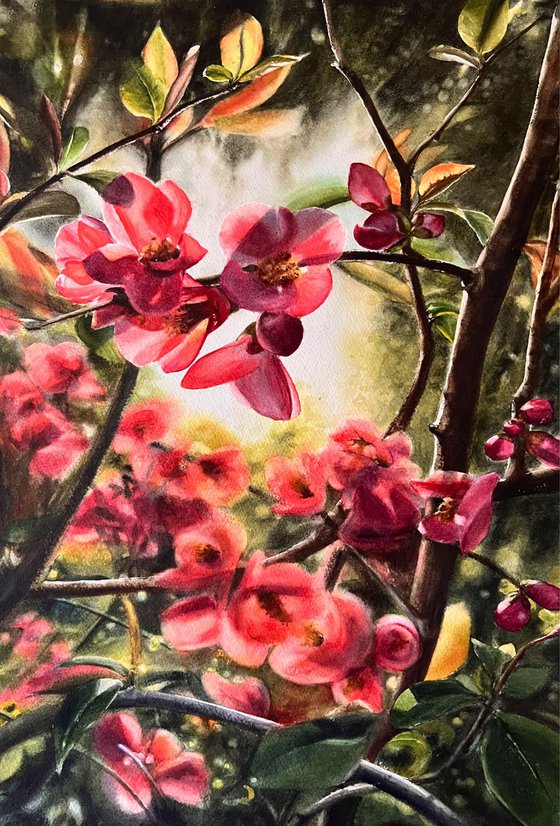 Flowering Quince