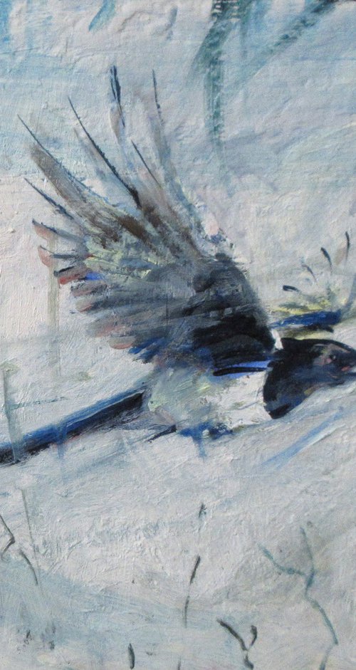 Magpie in Flight by Alan Pergusey