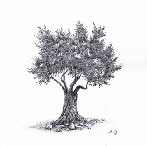 Olive Tree by Shweta  Mahajan