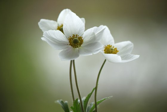 Wood anemone