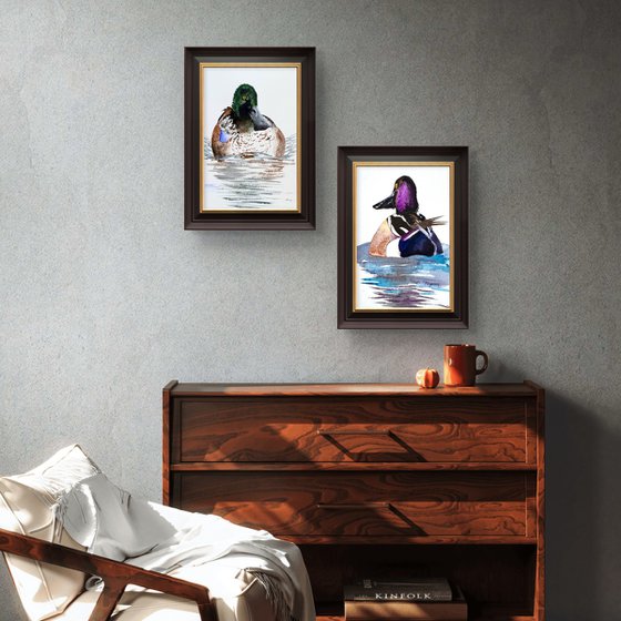 Wild drake hooded merganser