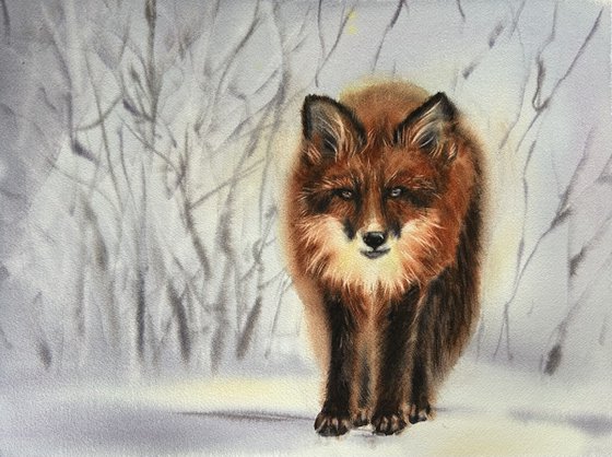 Fox in the snow