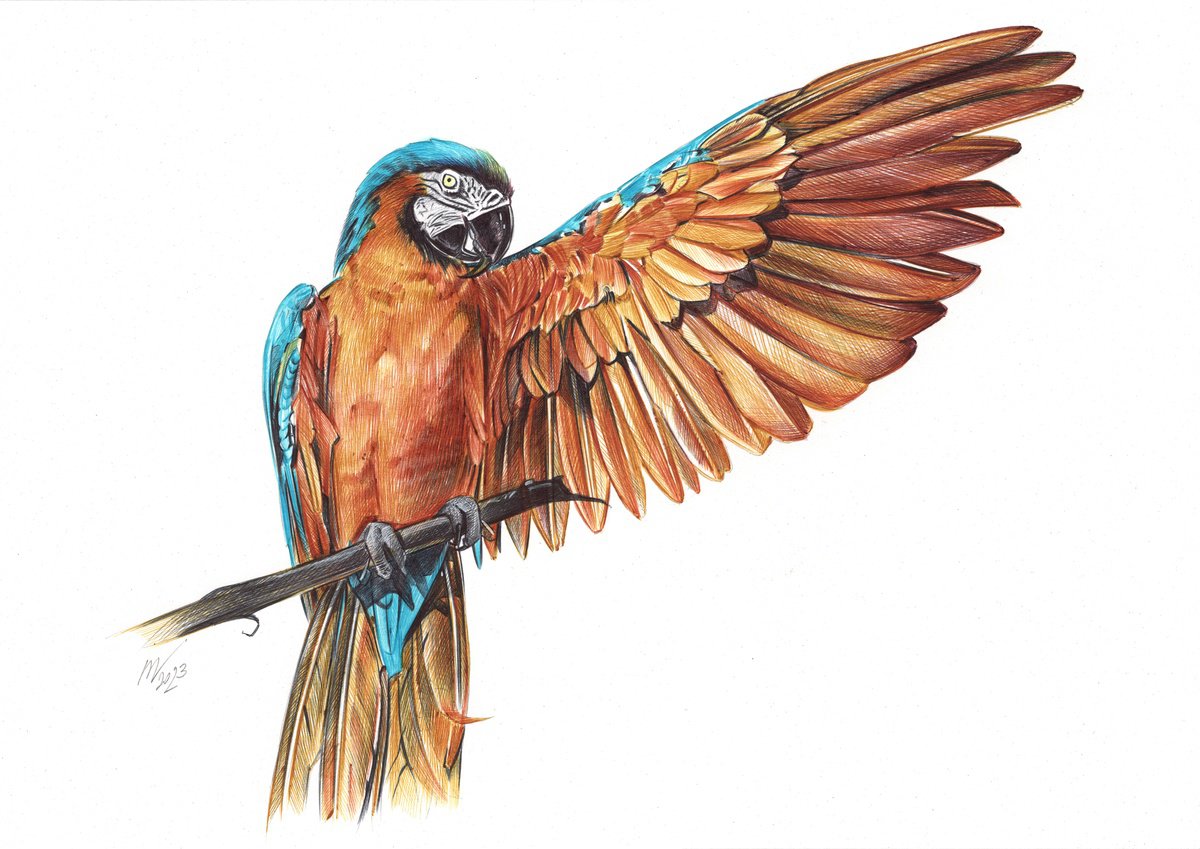 Blue-and-yellow Macaw (Realistic Ballpoint Pen Drawing) by Daria Maier