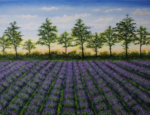 Lavender Fields at Dusk by Hazel Thomson
