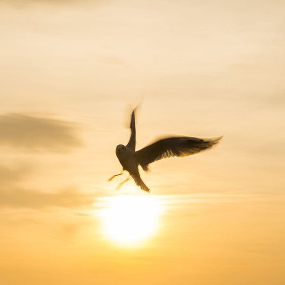 SUNSHINE SEAGULL