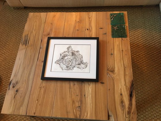 Seashell - Framed Drawing