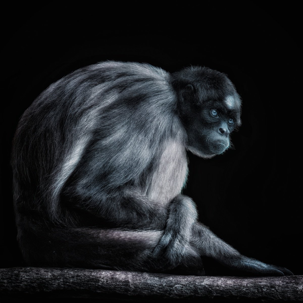 Animal Photograph By Paul Nash, 24 X 24", Spider Monkey, Original Artwork