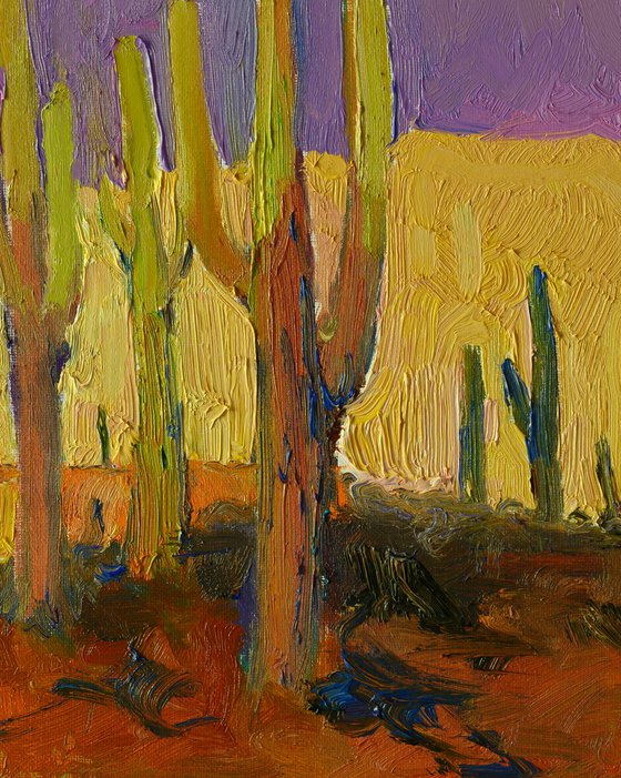 Saguaros. Evening