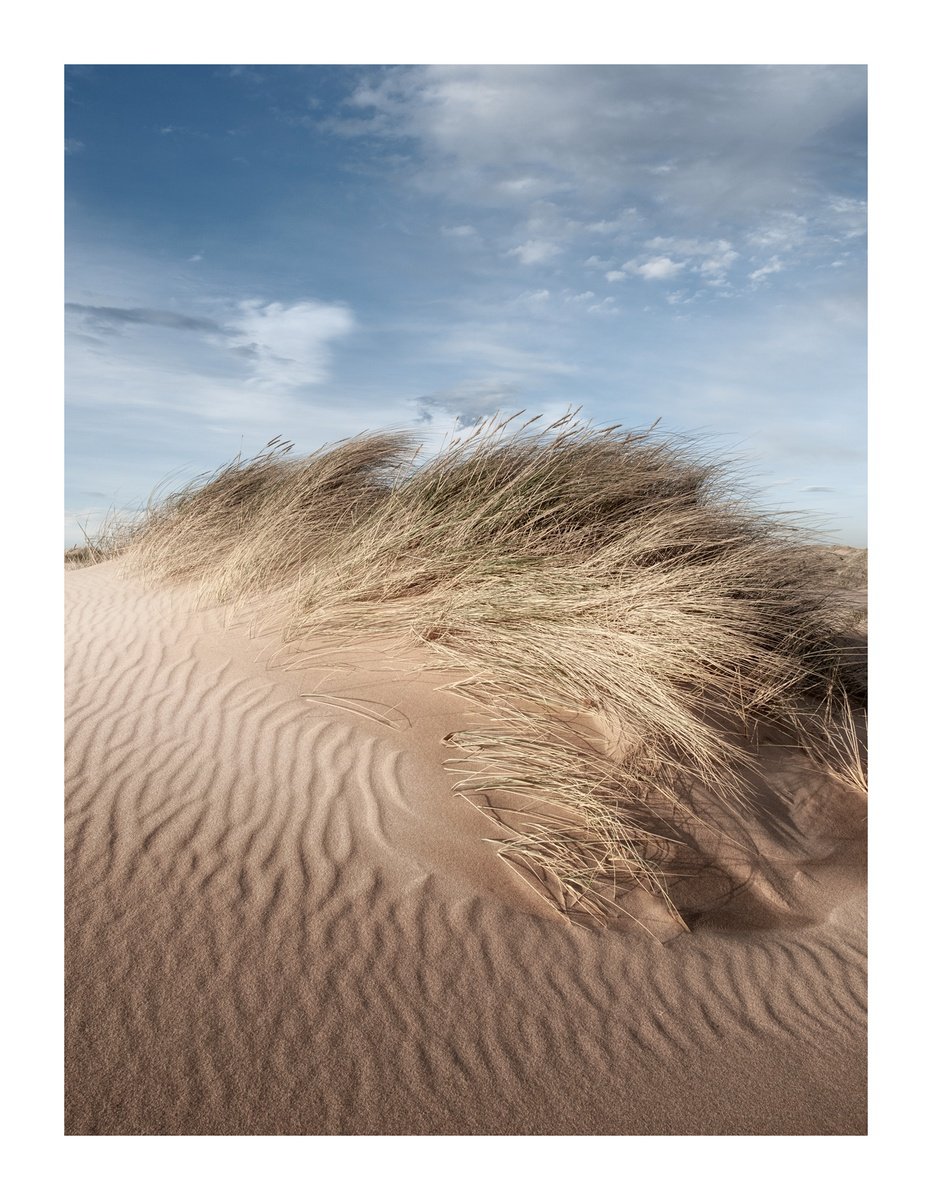 Dune Portrait V by David Baker