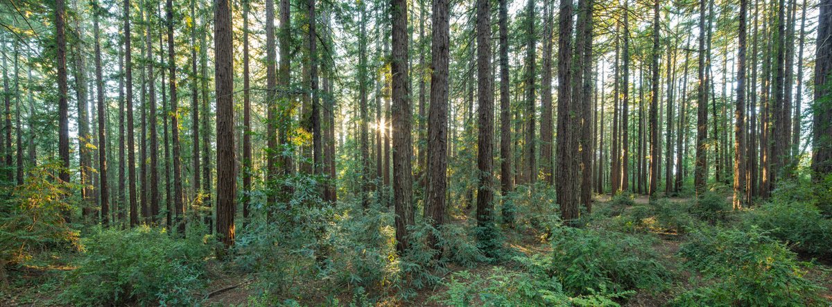 Redwood Panorama - I by Robert Houser