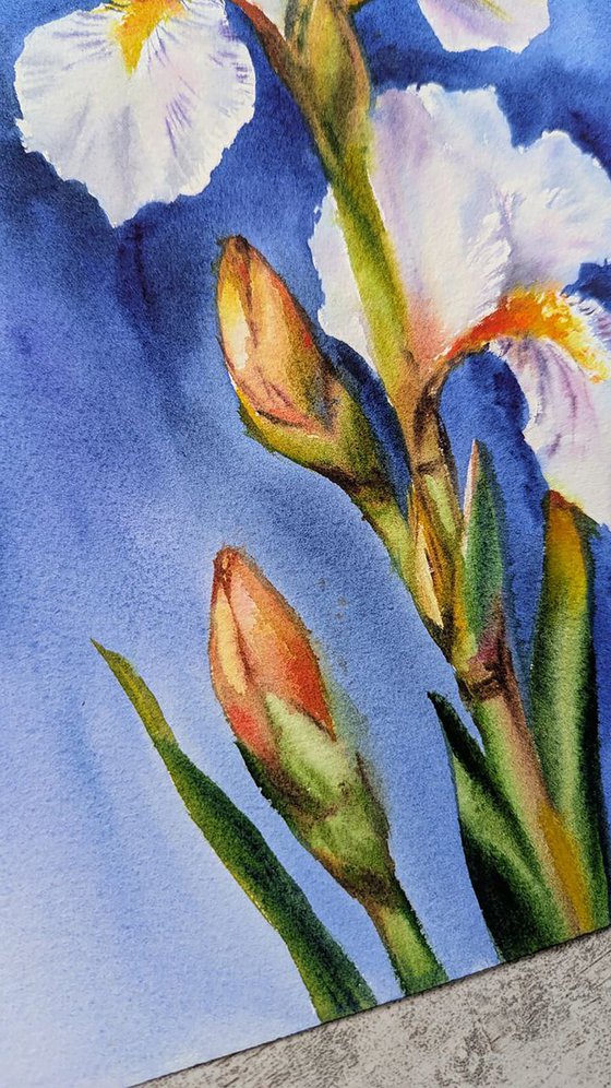 White Iris Symphony