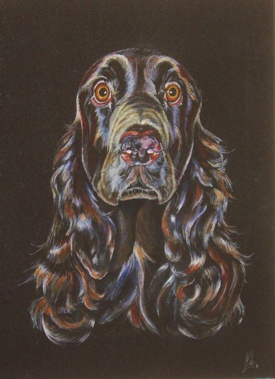 Cocker Spaniel