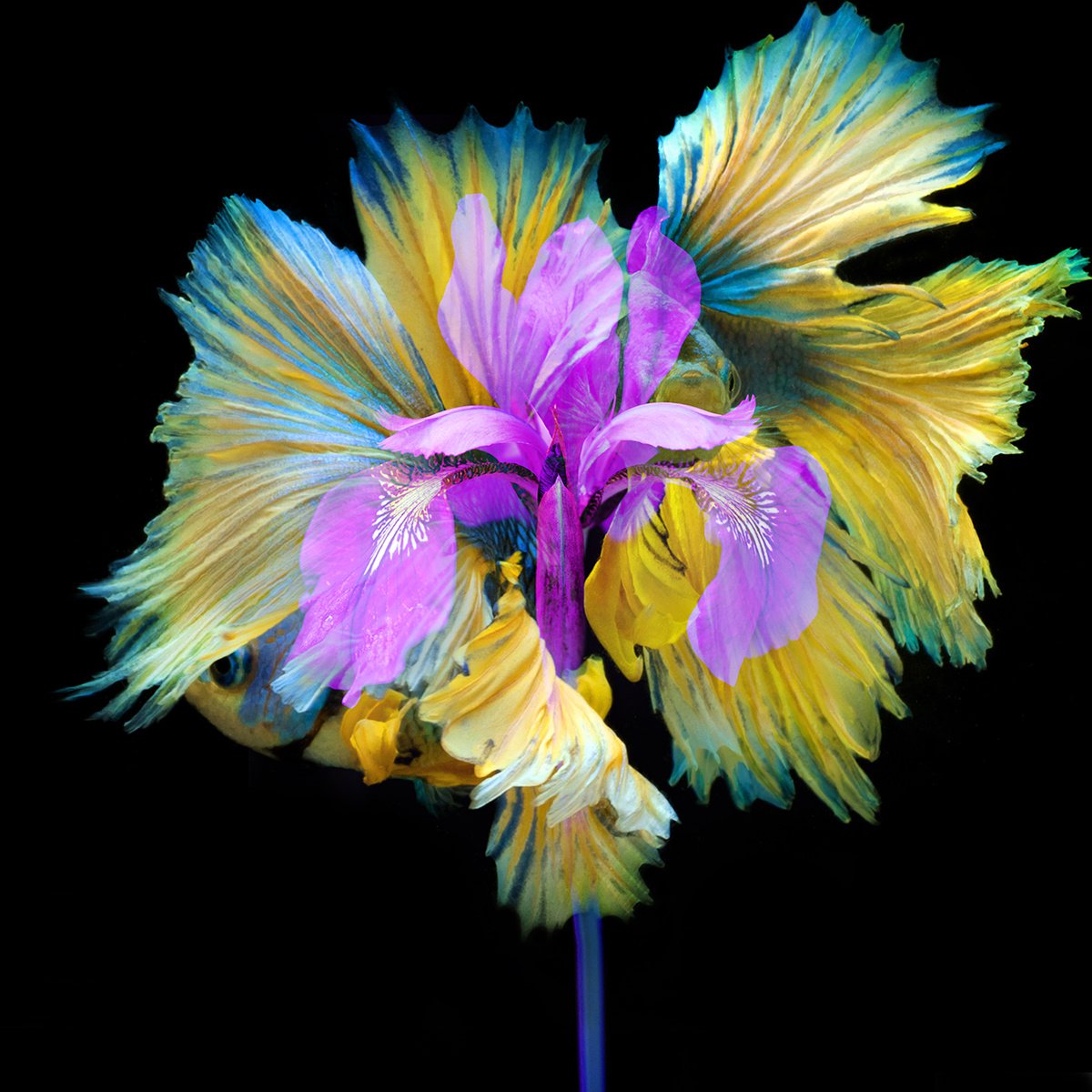 Surrealistic Photograph , Kaleidoscope 11 By Michael Filonow, 32 X 32, Artwork For Sale On Artfinder