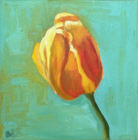 Orange tulip