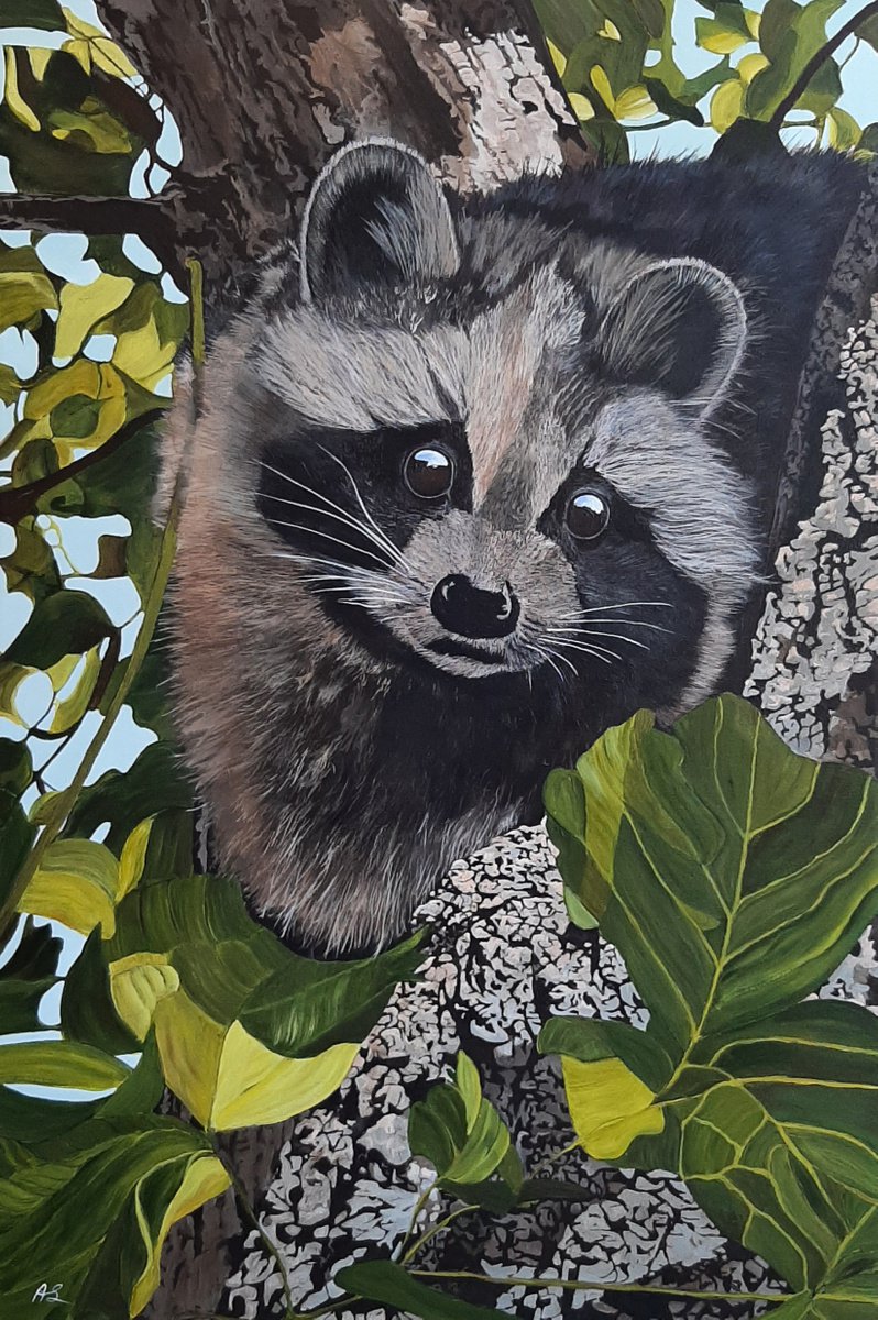 Luis the Raccoon by Anne Shaughnessy