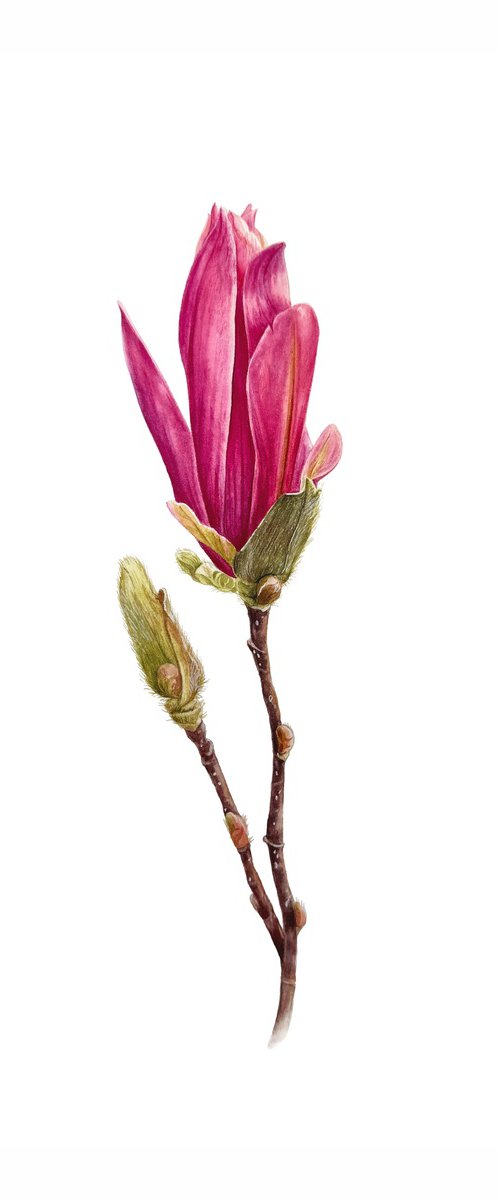 Pink Magnolia Painting by Yuliia Prokopchuk