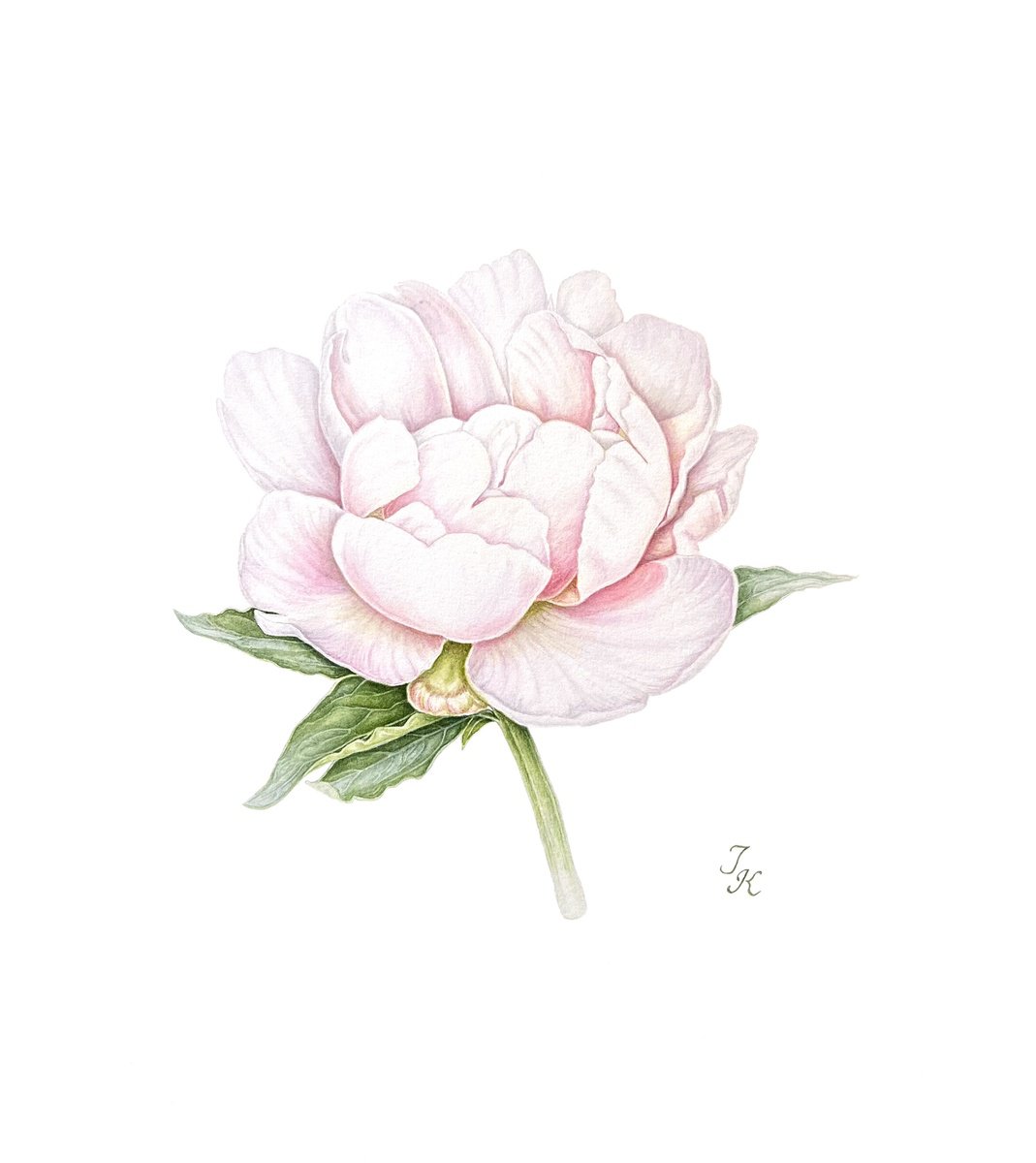 Illustrative Botanical Watercolour By Tetiana Kovalova, 10 X 12", White Peony, Original Artwork
