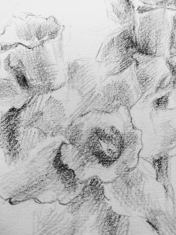 Daffodils. Original pencil drawing