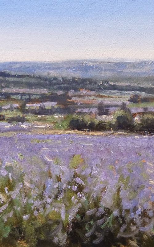 Field of Lavender by Pascal Giroud