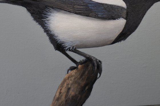 Magpie 2, Oil Painting, Bird Artwork, Animal Art Origina, Not Print