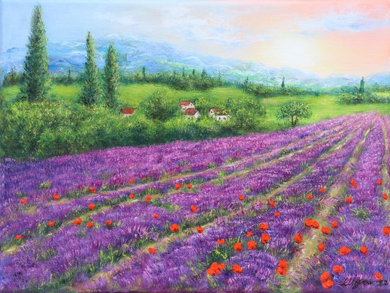 Purple lavender field