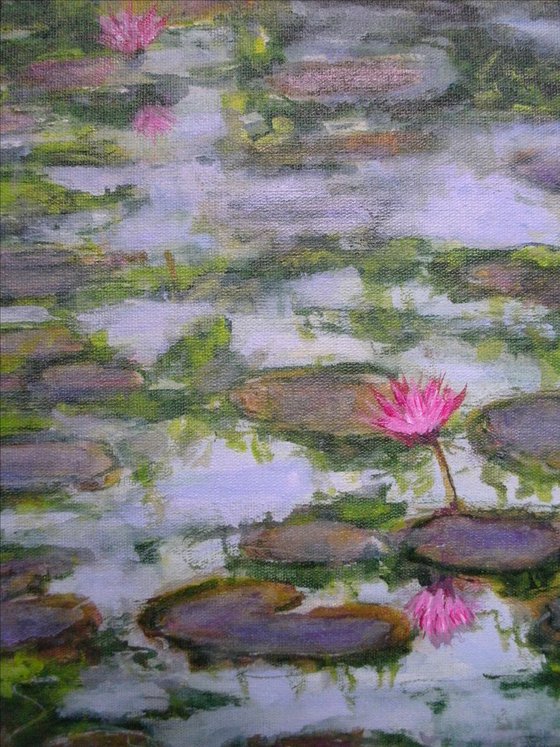 Water Lilies