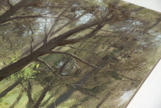 Spring in the forest