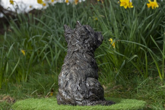 West Highland Terrier BR