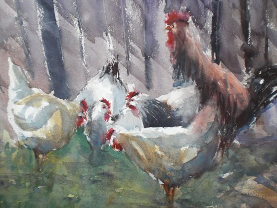 rooster and hens