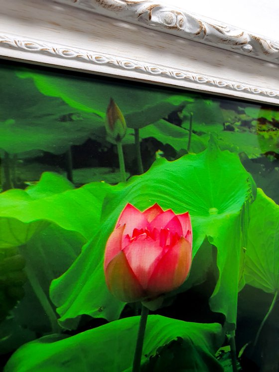 The Lotus Flower (Framed)