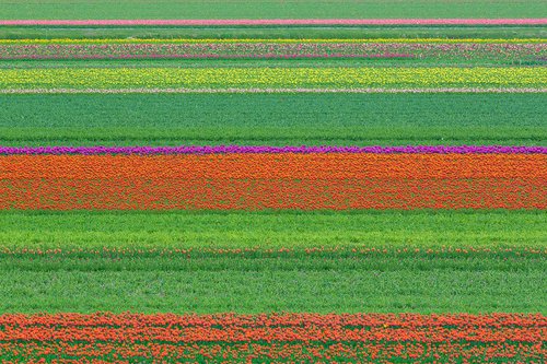 Abstract Flower Landscape - Tulip field I. by Peter Zelei