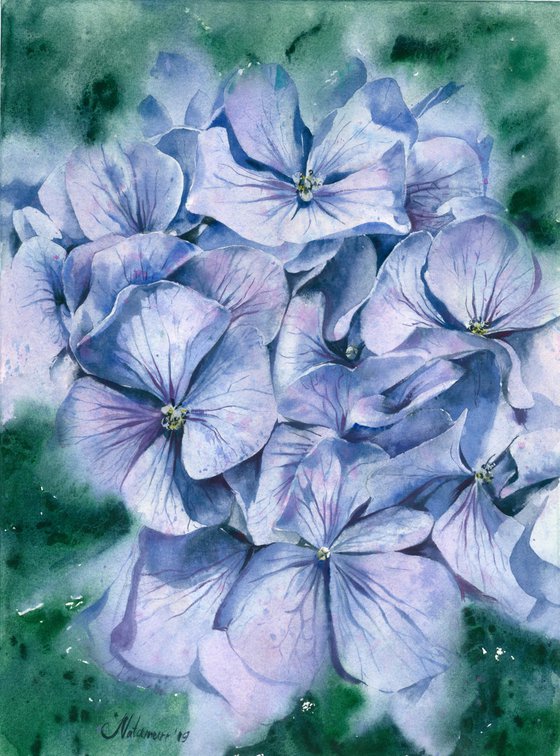 Blue Hydrangea