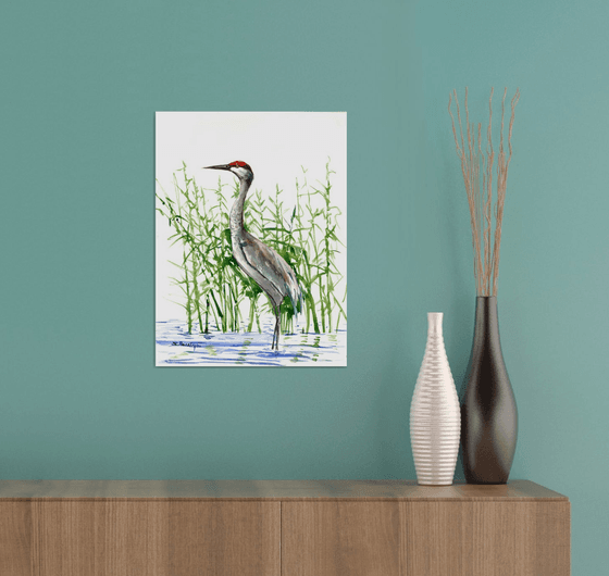 Sandhill Crane