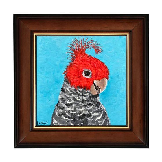 Gang-gang cockatoo portrait