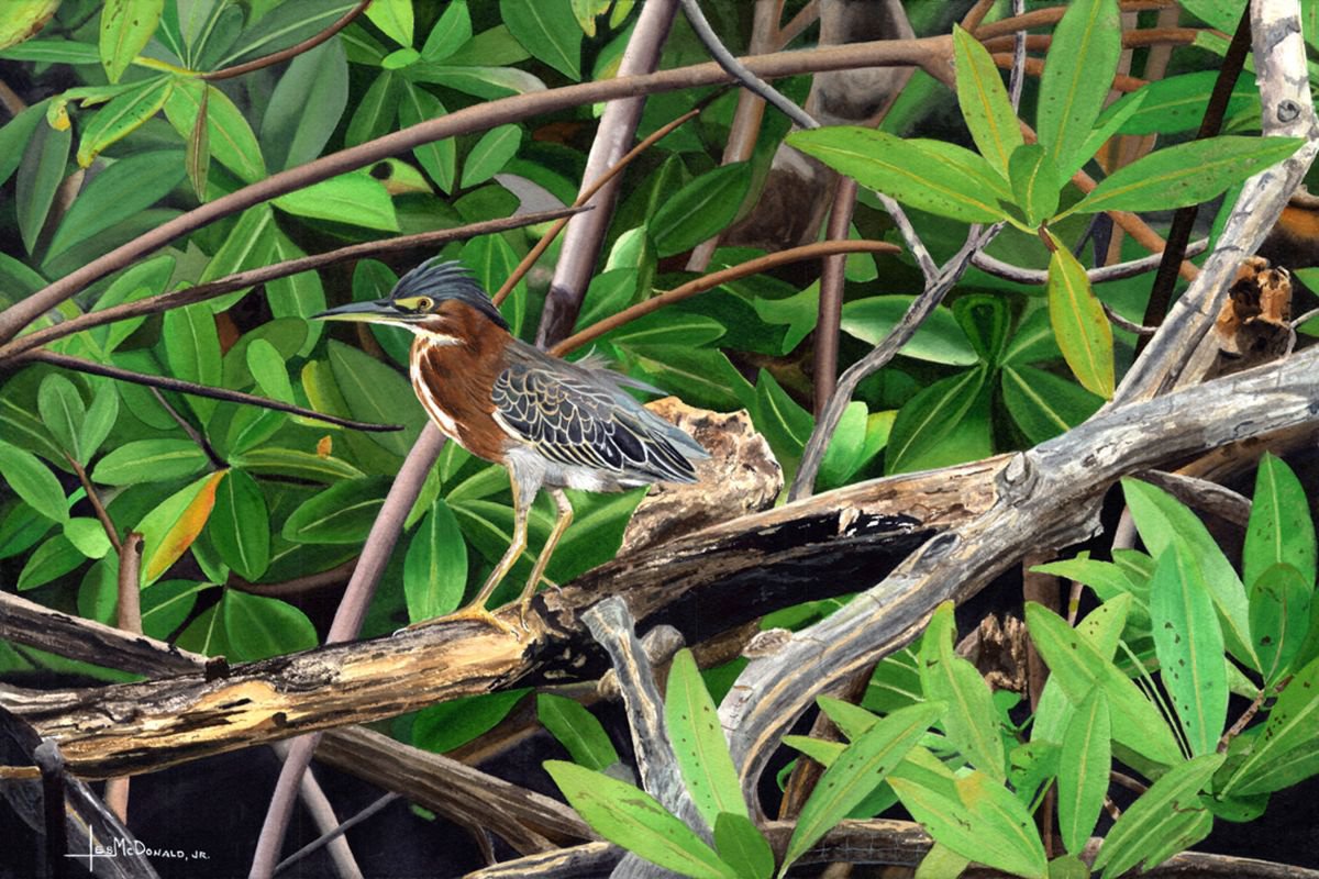 Green Back Heron by Leslie McDonald, Jr.