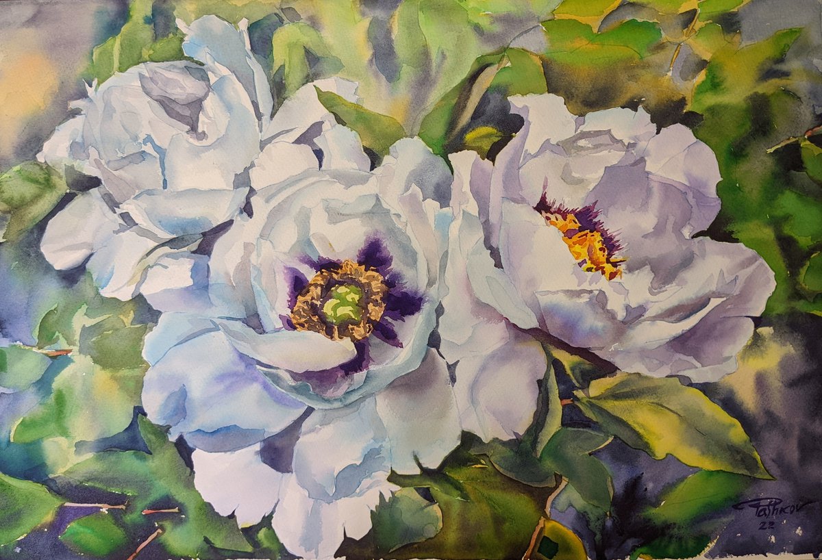 Impressionistic Botanical Watercolour By Yurii Pashkov, 22 X 15", White Peonies #8, Original Artwork