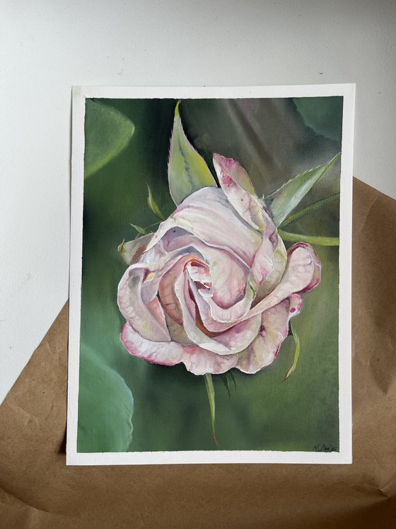Gentle Pink Rose