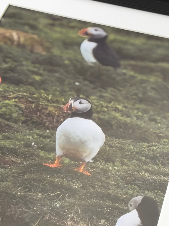 THE PUFFIN GAZE